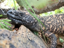 Gila Monster