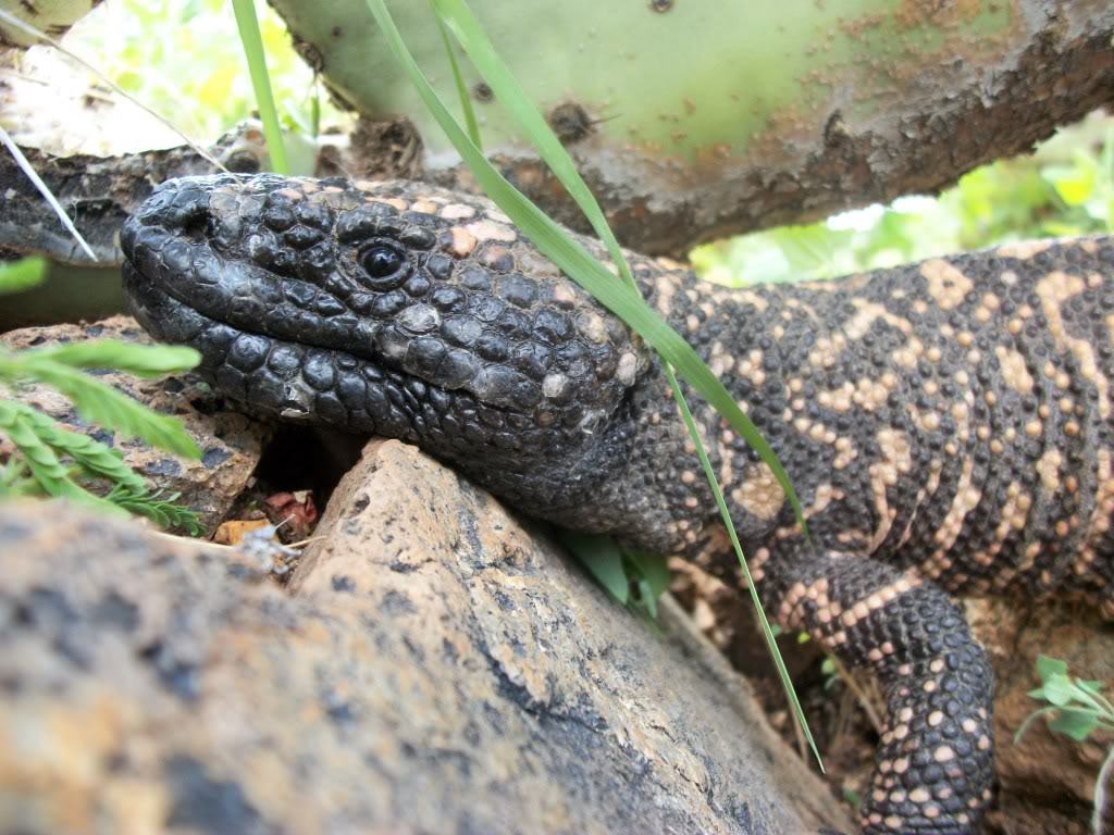 Gila Monster