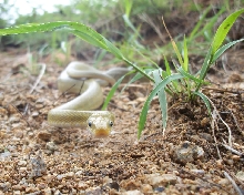 Green Rat Snake