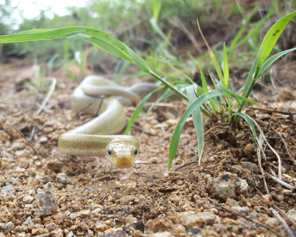 Green Rat Snake
