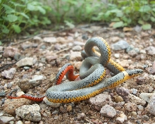 Regal Ringneck Snake