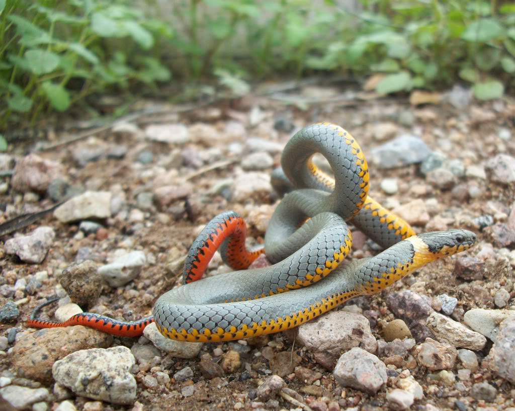 Regal Ringneck Snake