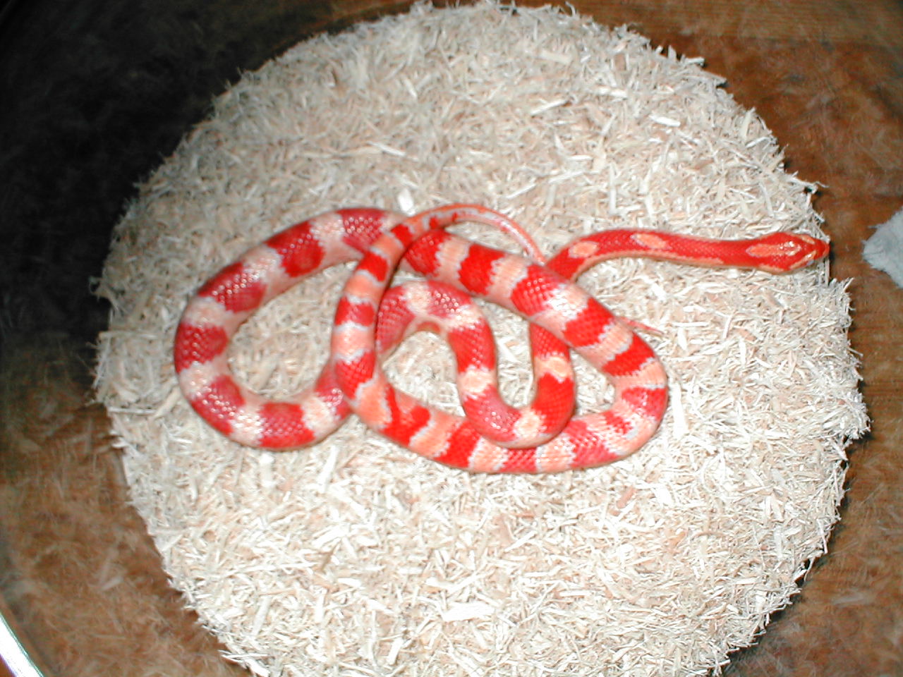 amel,milksnakephase corn