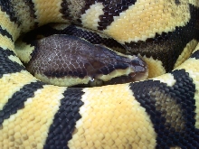 Pastel Ball Python