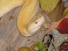 tallow viper head