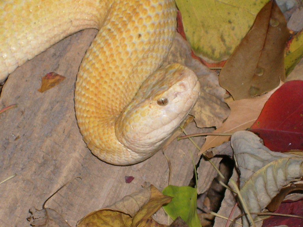 tallow viper head
