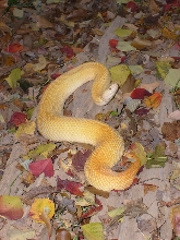 Chinese tallow viper