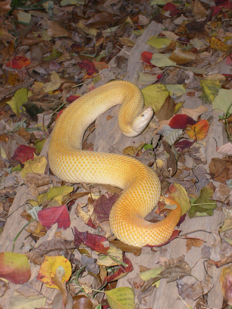 Chinese tallow viper