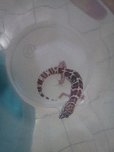 Anery Banded Gecko