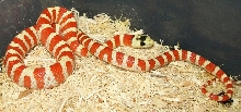 Applegate Female Pyro