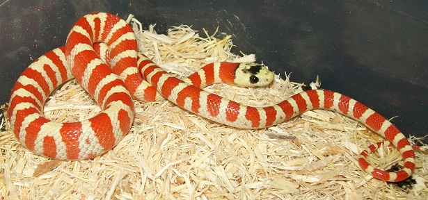 Applegate Female Pyro