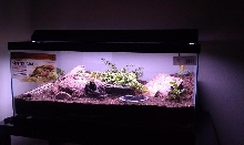 desert viv for Coleonyx