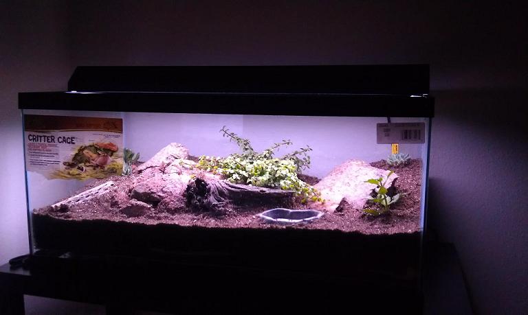 desert viv for Coleonyx