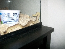 Female Charina