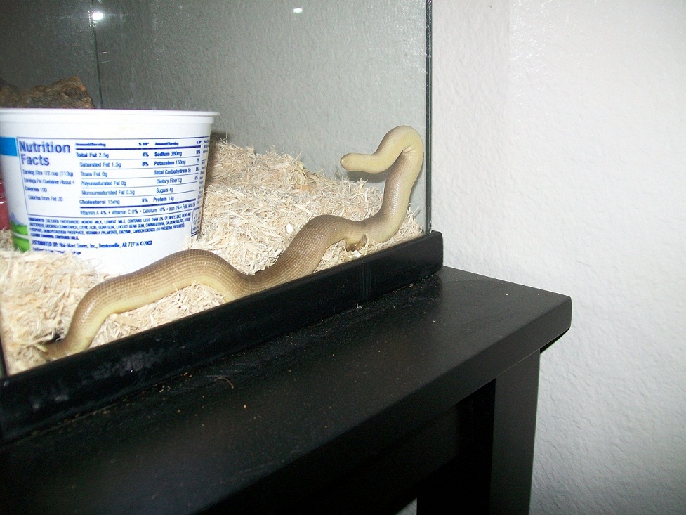 Female Charina