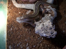 Monte my Plated lizard