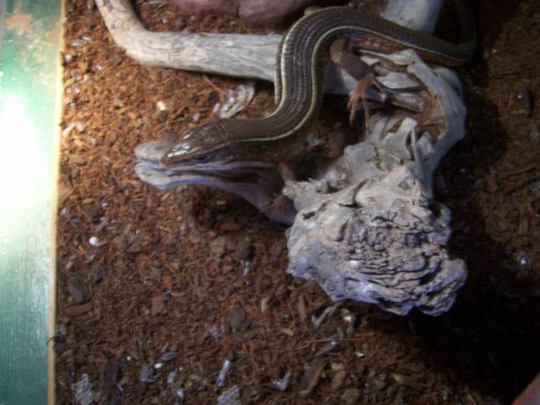 Monte my Plated lizard