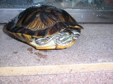 one of my Red eared sliders