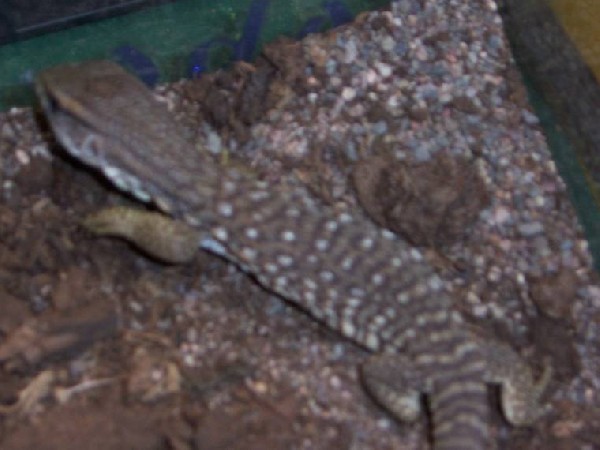 Zeus my Savannah monitor