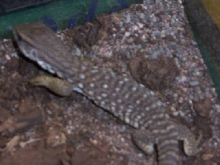 Zeus my Savannah monitor
