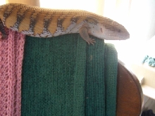 Crawl my Blue tongue skink