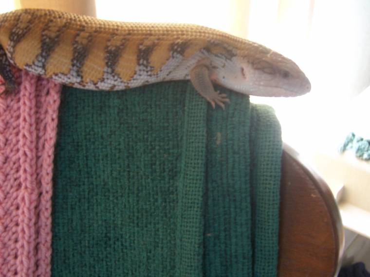 Crawl my Blue tongue skink
