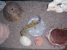 reptiles lizards gecko