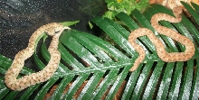 Eyelash Vipers