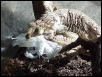 Leachie snack