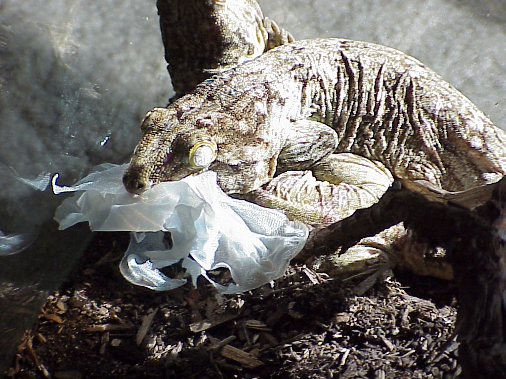Leachie snack