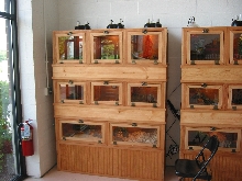 pet shop display www.cagecompany.com