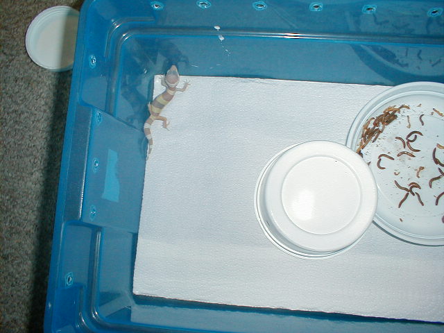 Tremper Albino