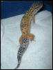 Tang Leo