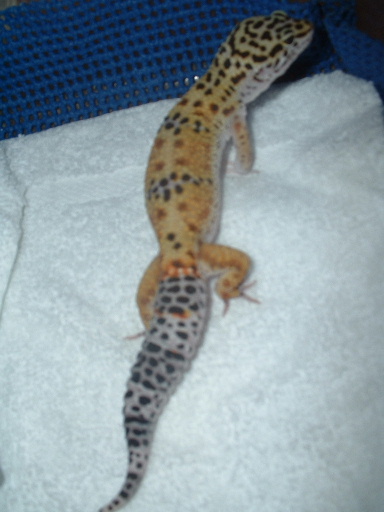 Tang Leo