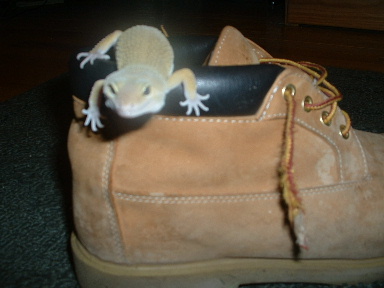 Patternless on a boot