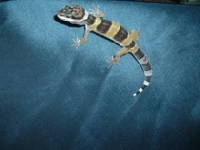 Hatchling