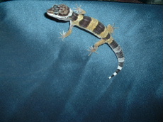 Hatchling