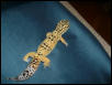 Booger 70G Breeding Male