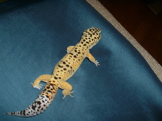 Booger 70G Breeding Male