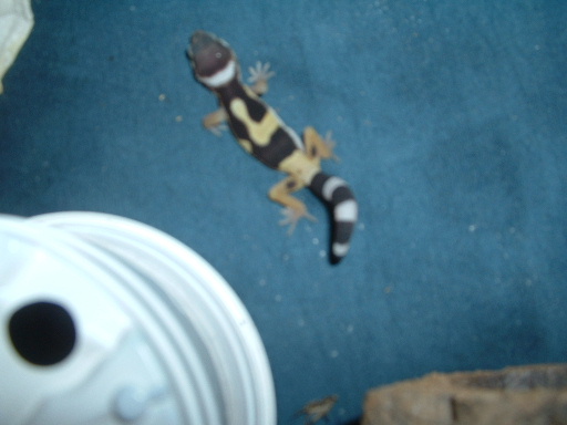 New Hatchling