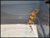 Friends Hatchling