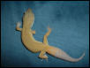 Male Patternless