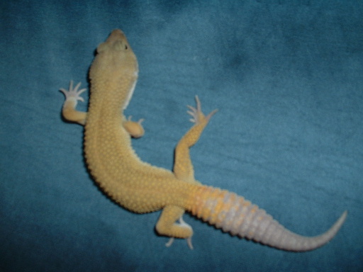Male Patternless