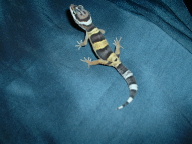 Hatchling