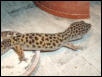 mom of hatchling