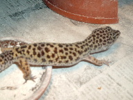 mom of hatchling