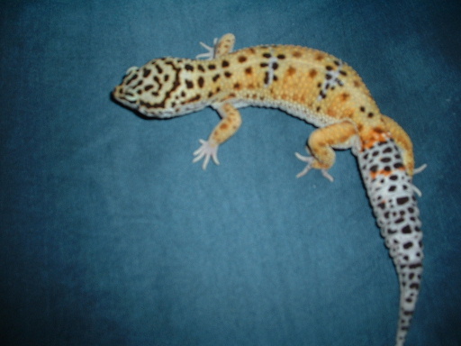 Sergio