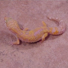albio