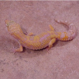 albio