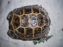 Help identify my tortoise!